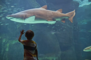 The Dark Side of Aquariums: Ethical Concerns and Environmental Impact