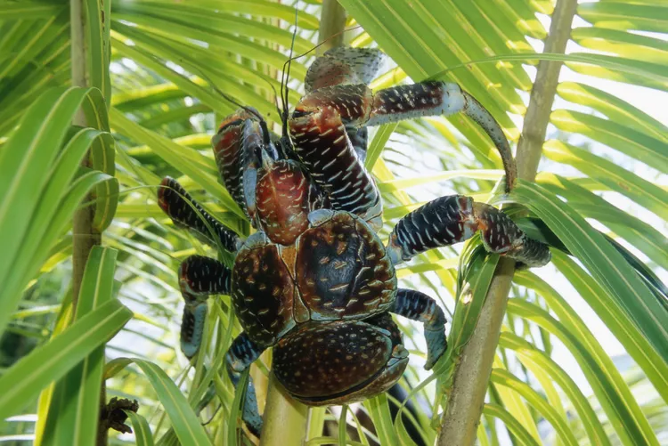 17 Captivating Coconut Crab Facts: The Giant of the Crustacean World