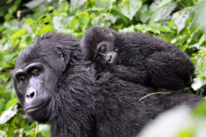 10 Thought-Provoking Gorilla Facts: Discovering the Majesty of Our Primate Cousins