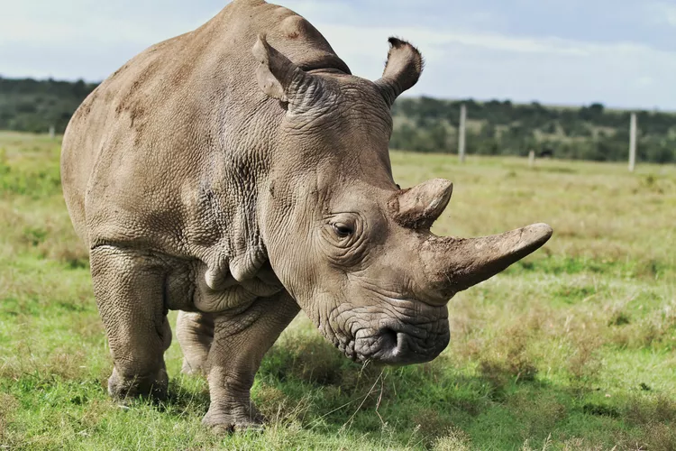 15 Fascinating Northern White Rhino Facts: A Story of Survival and Hope