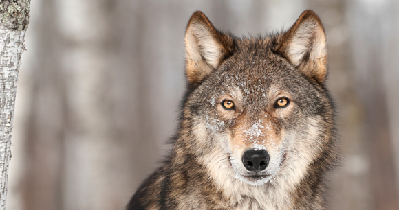 How Wolves Communicate in the Wild