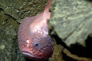 Exploring the Deep Sea: Creatures You’ve Never Seen