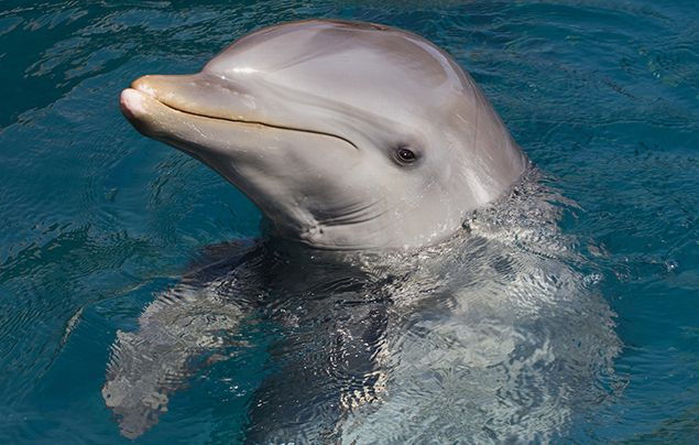 How Dolphins Use Echo to Hunt