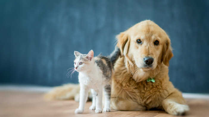 5 Tips for First-Time Pet Owners